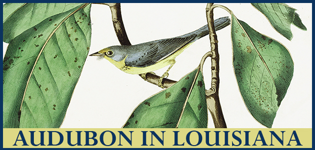 announcement of digital exhibition featuring bird art by Audubon